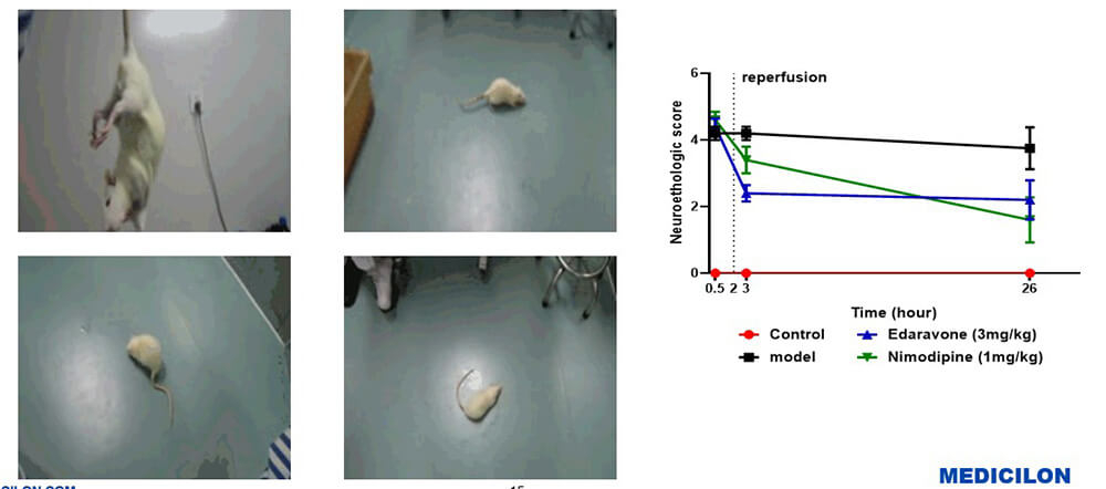 Rat Behavioural Examination (Zea-longa Score and Animal Behaviour)